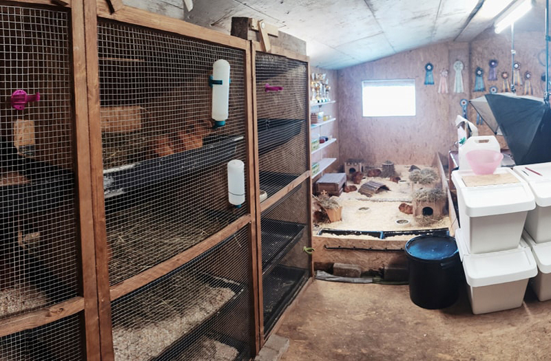 Wie wohnen wir? Haltung der Urlaubsmeerschweinchen Wie wohnen wir? Haltung der Urlaubsmeerschweinchen