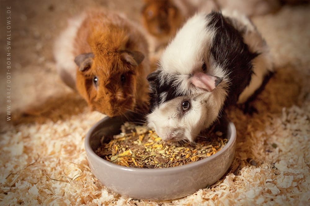 Meerschweinchen Ernährung Meerschweinchen Ernährung